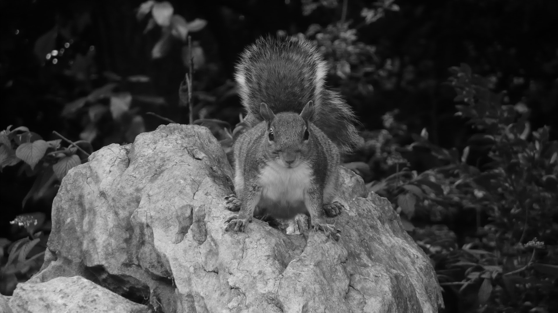 squirrel park stone free photo