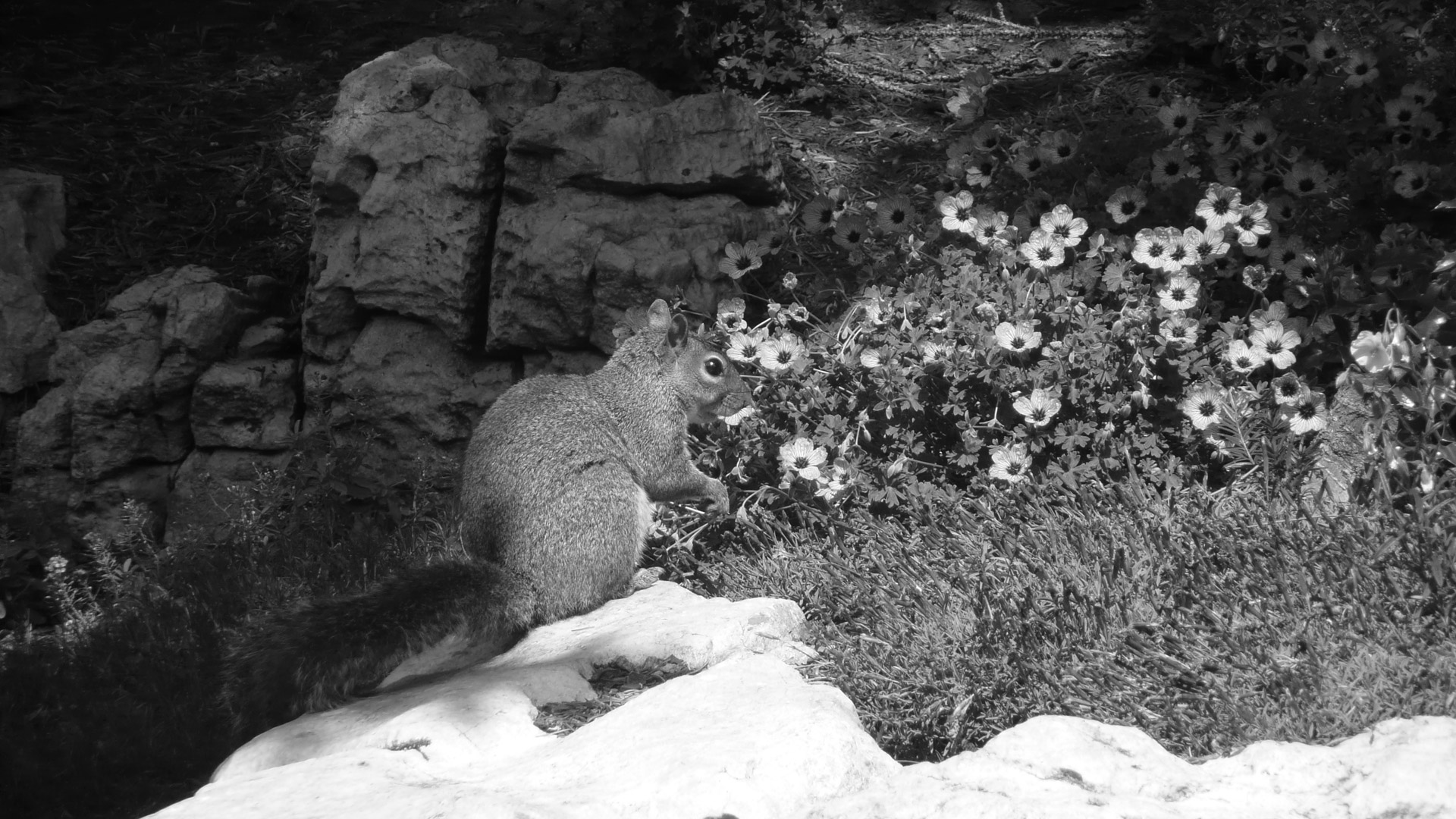 squirrel park stone free photo