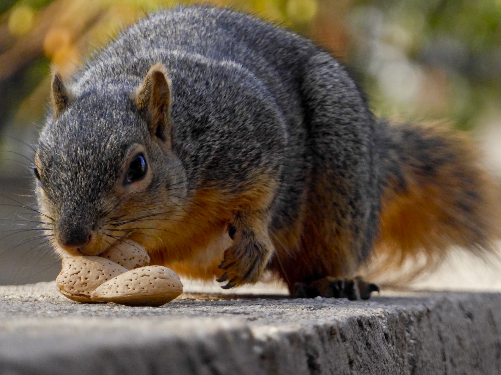 squirrel nuts eating free photo