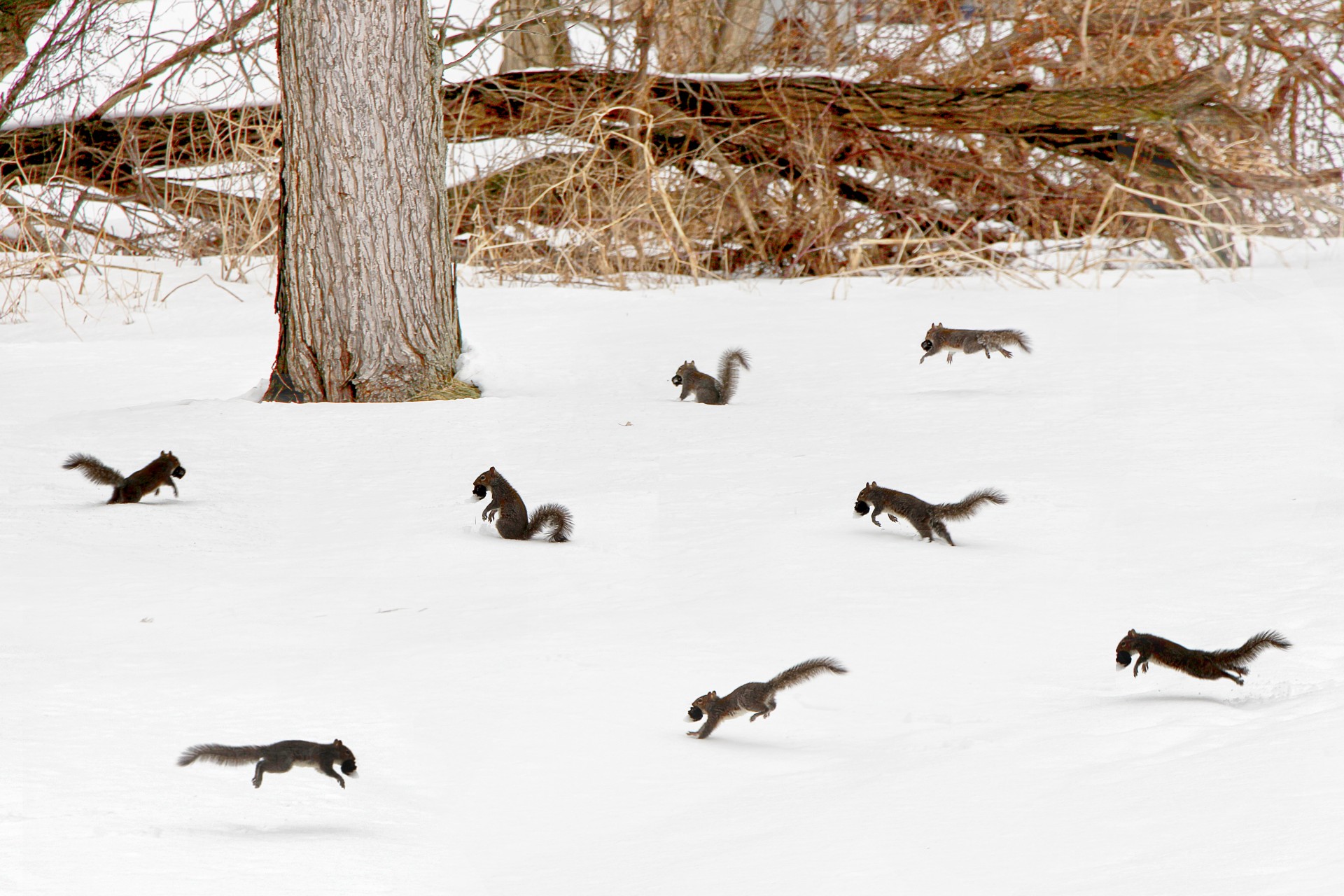 squirrel party scurry free photo