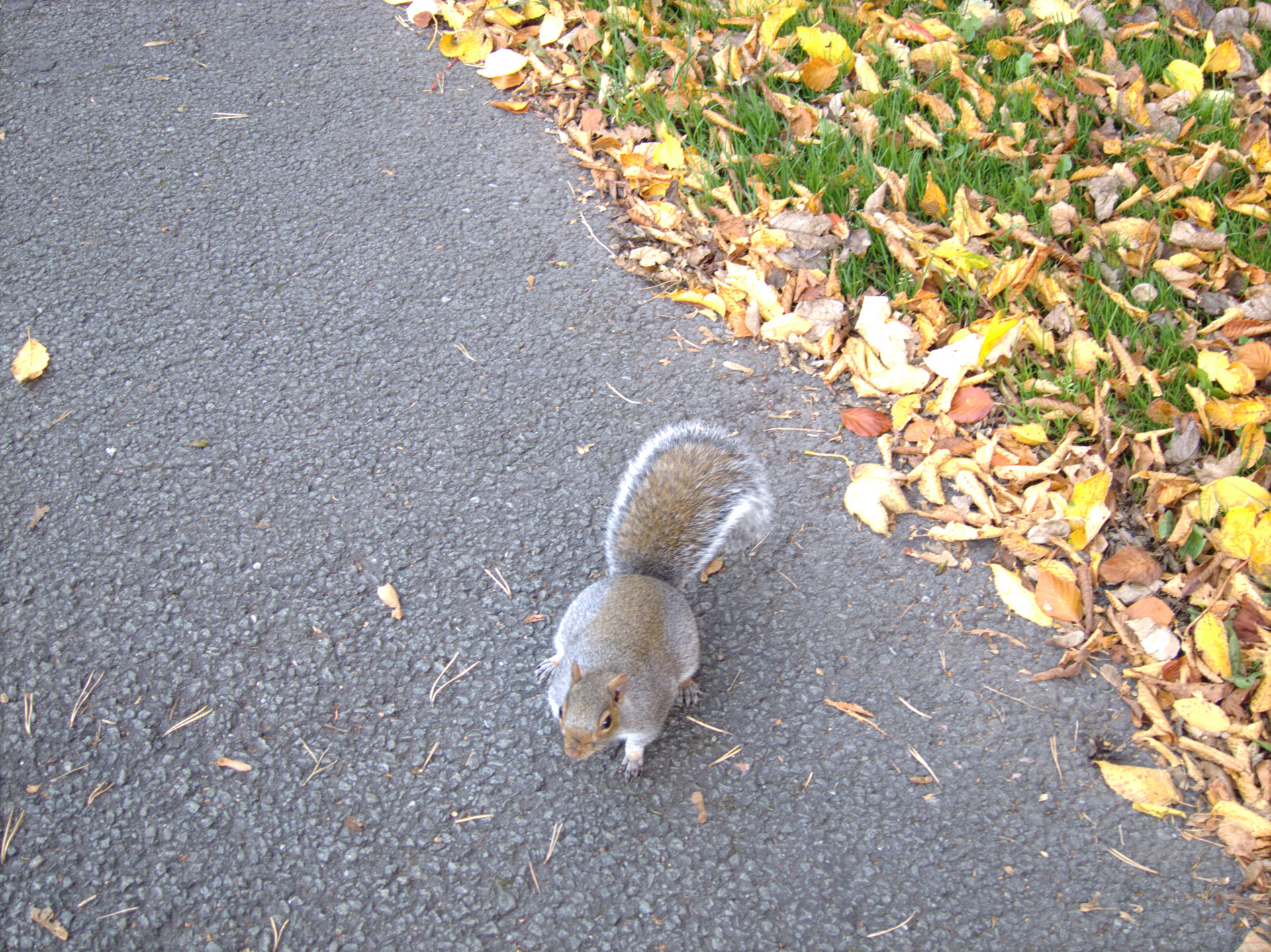 squirrel cute autumn free photo