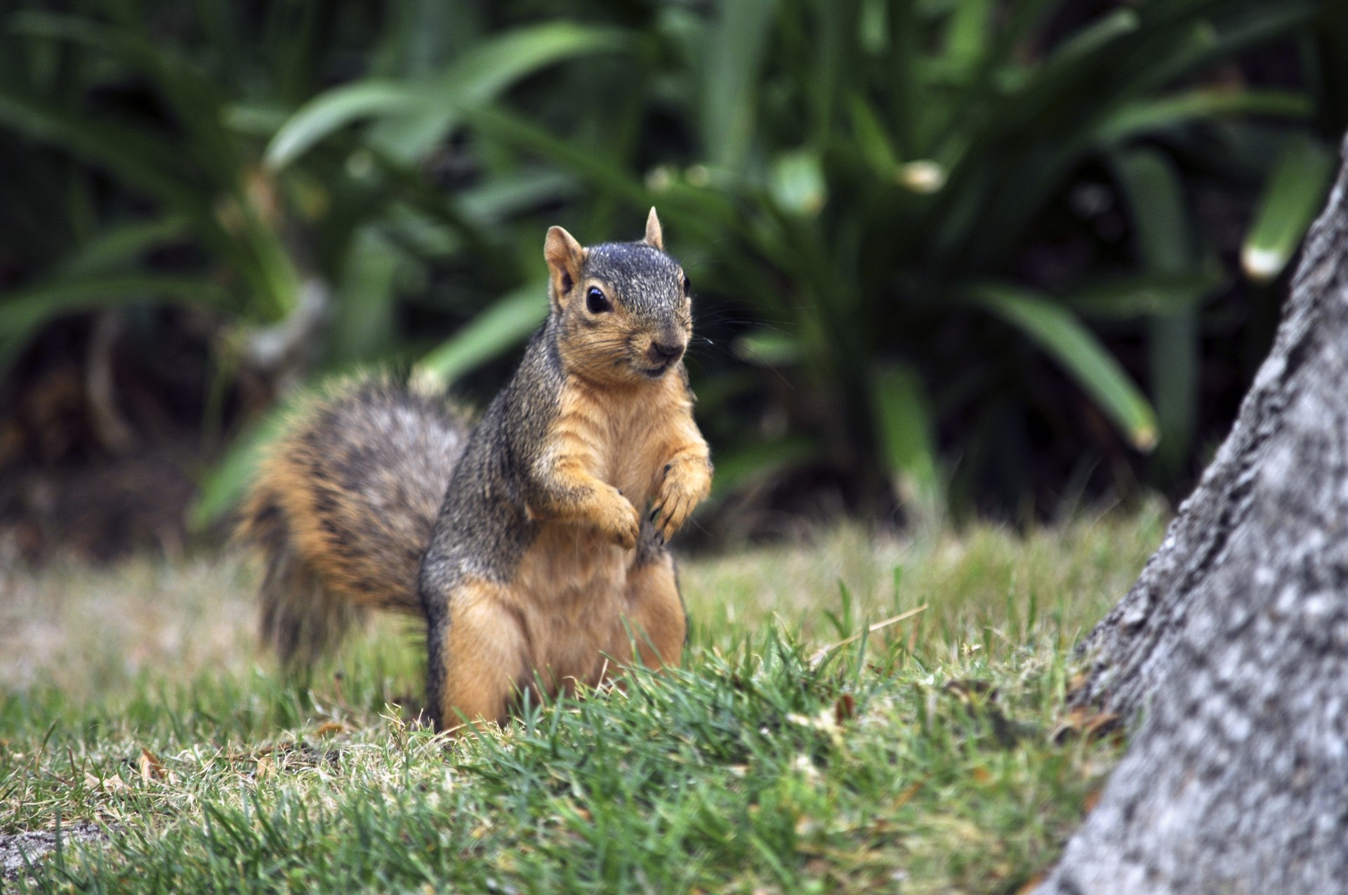 squirrel animal wild animal free photo