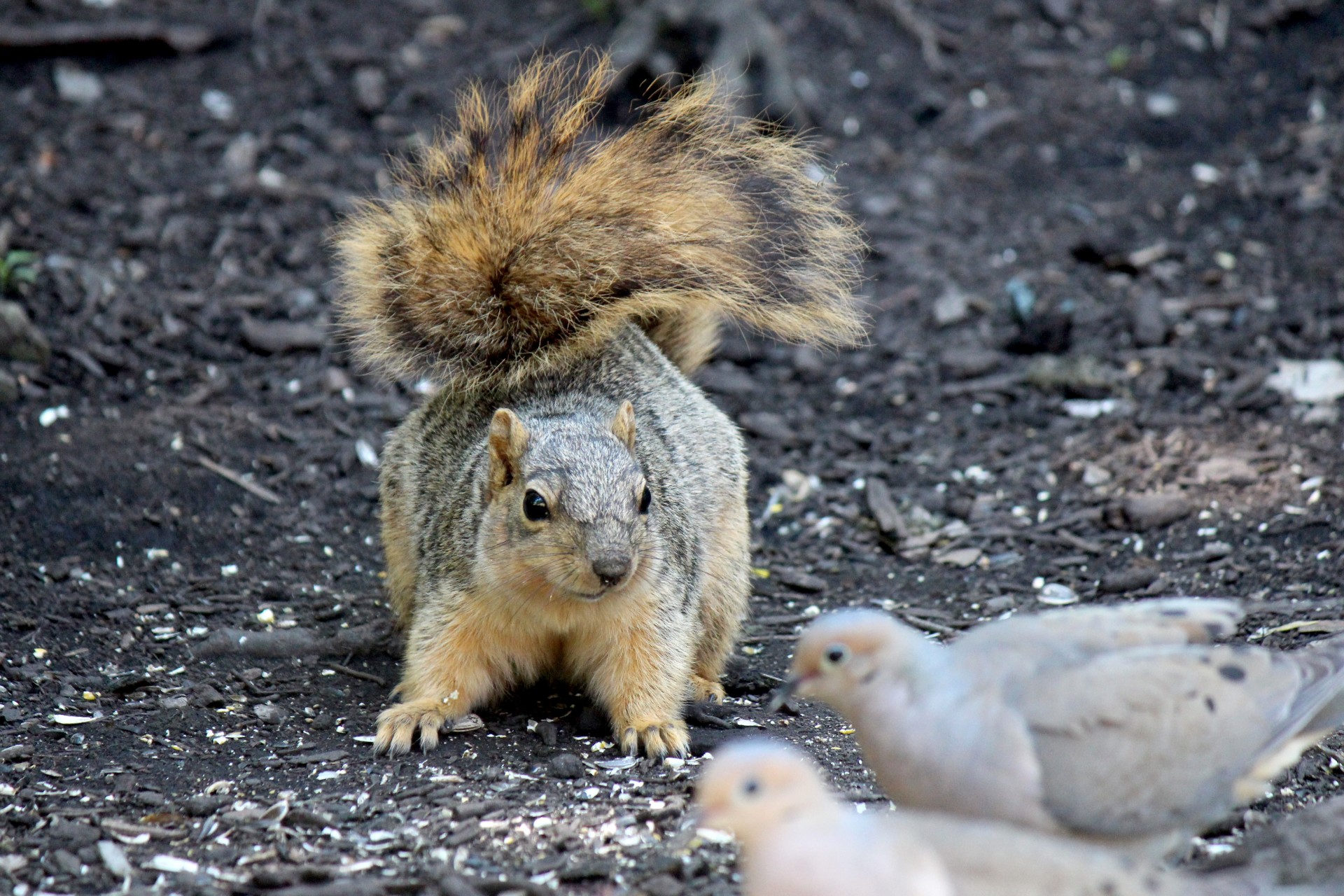 squirrel animal woodland free photo