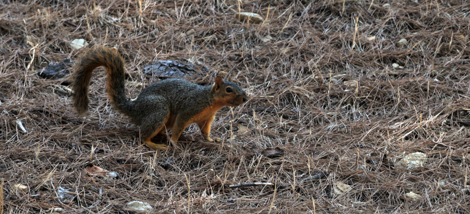 squirrel squirrels animals free photo