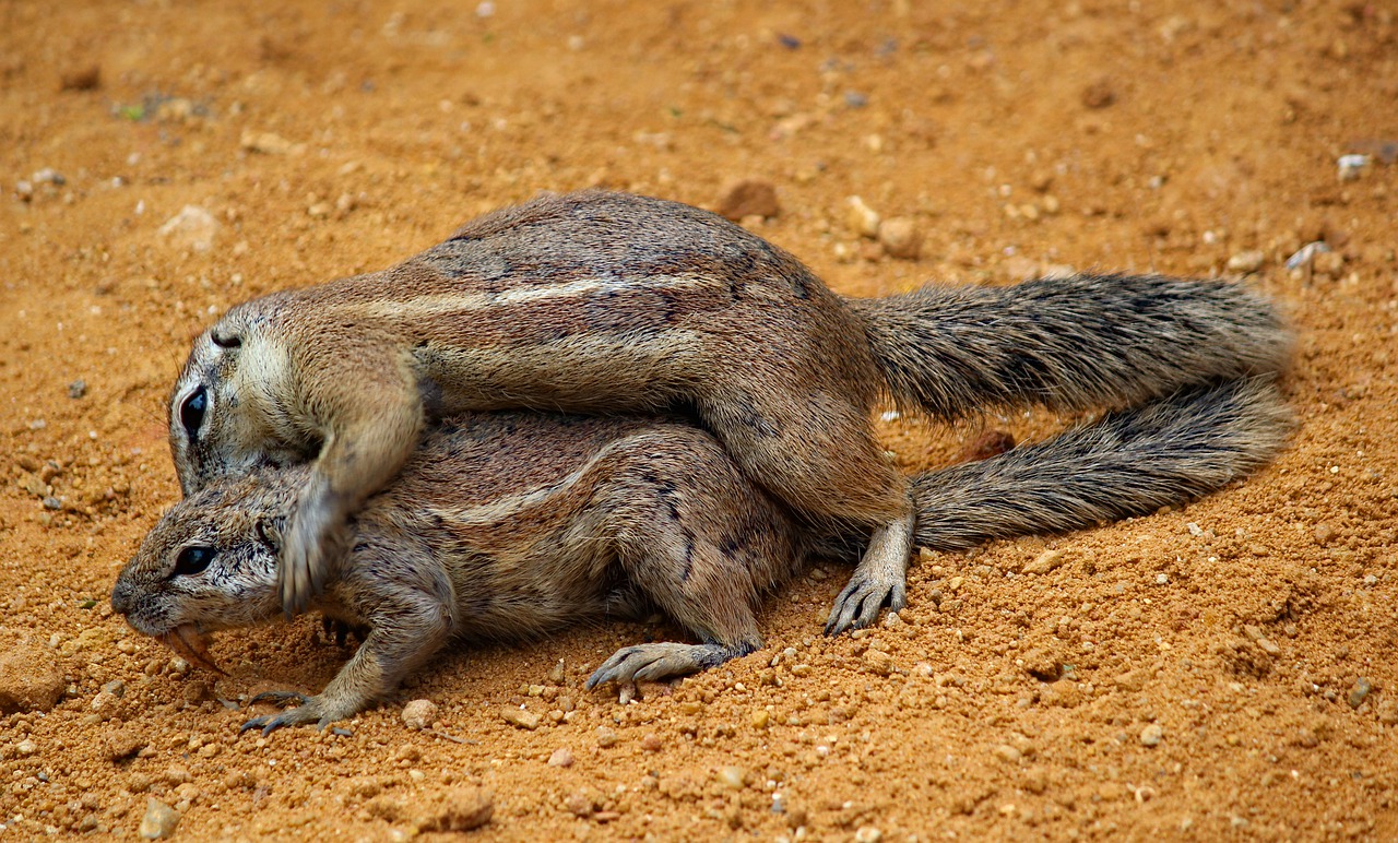 squirrels  cape  couple free photo