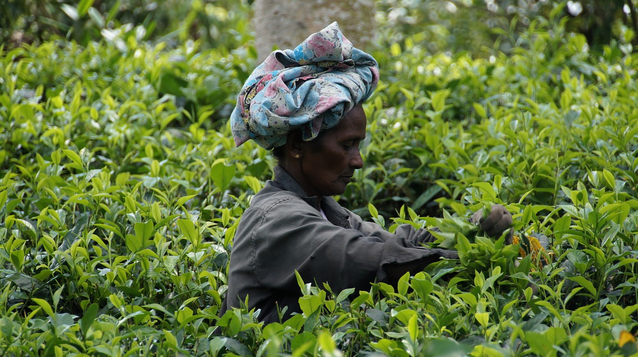 sri lanka tea harvest tea plantation free photo