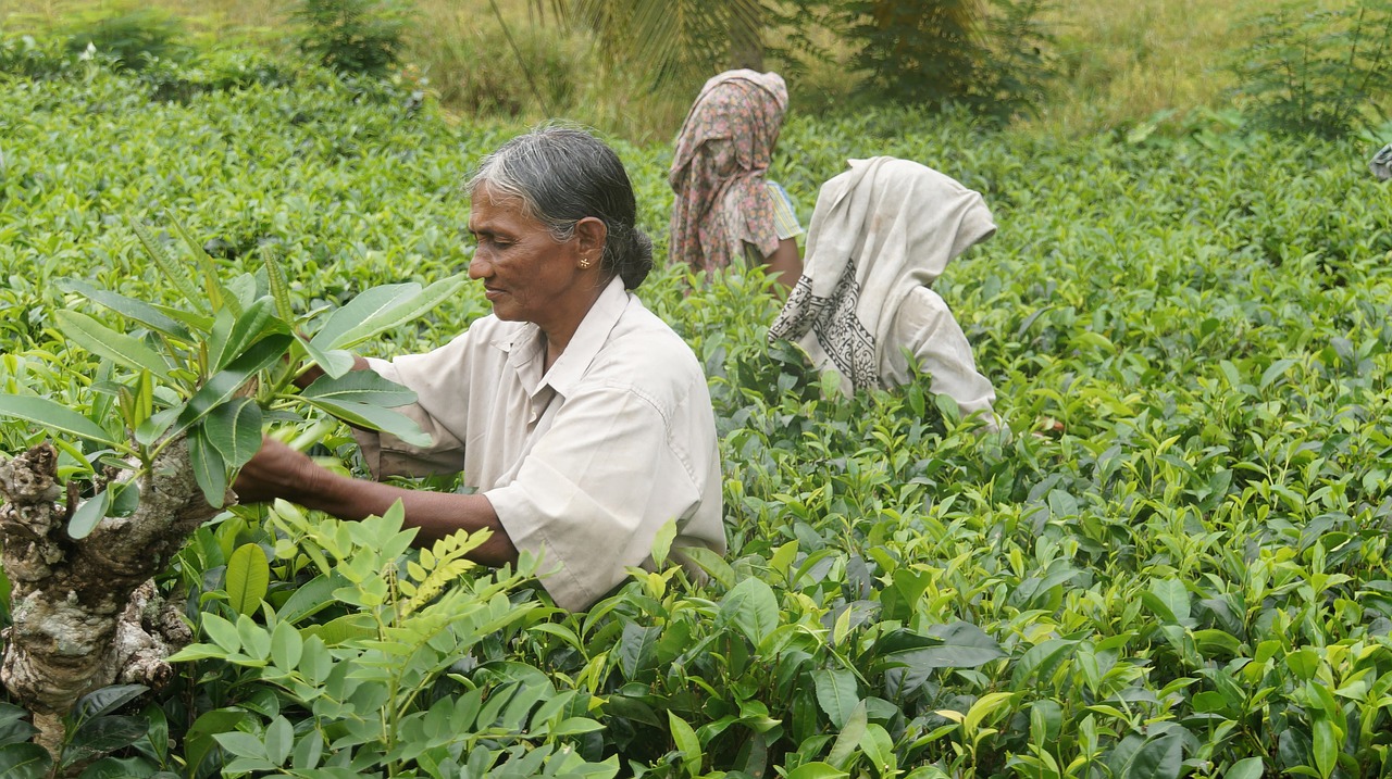 sri lanka tea harvest tee free photo