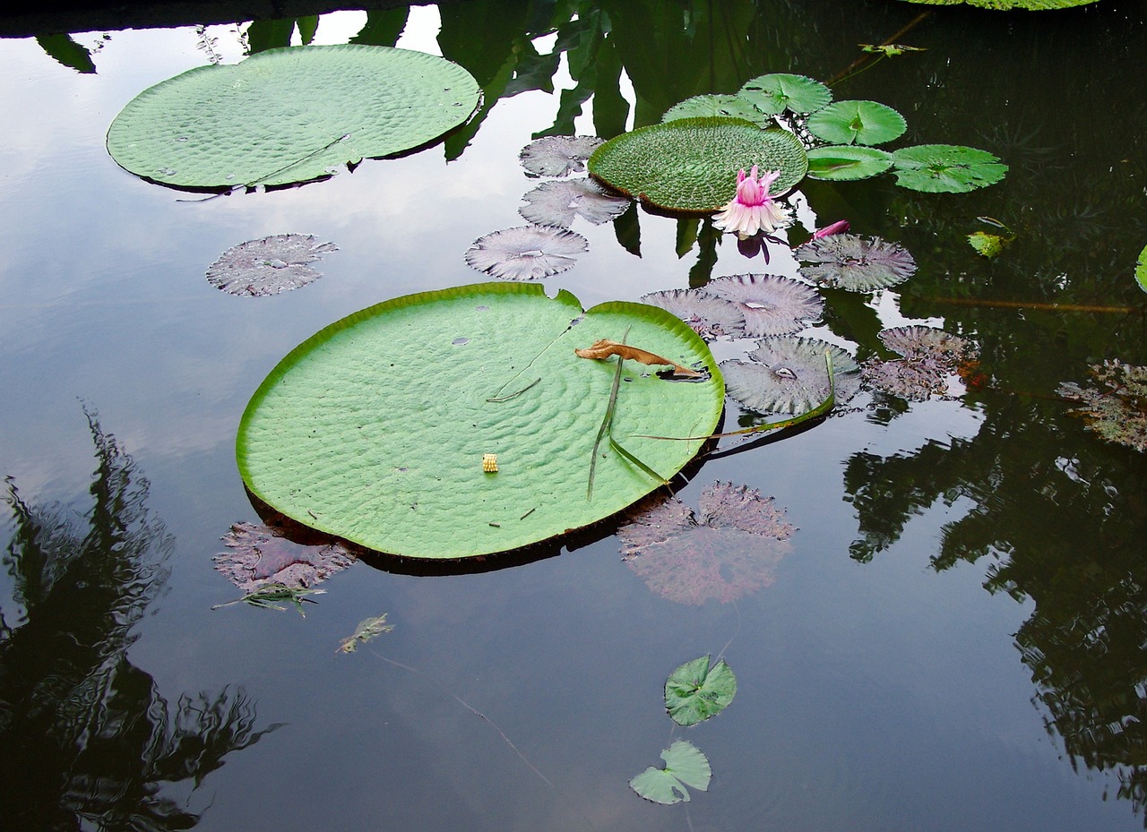 sri lanka basin lotus free photo