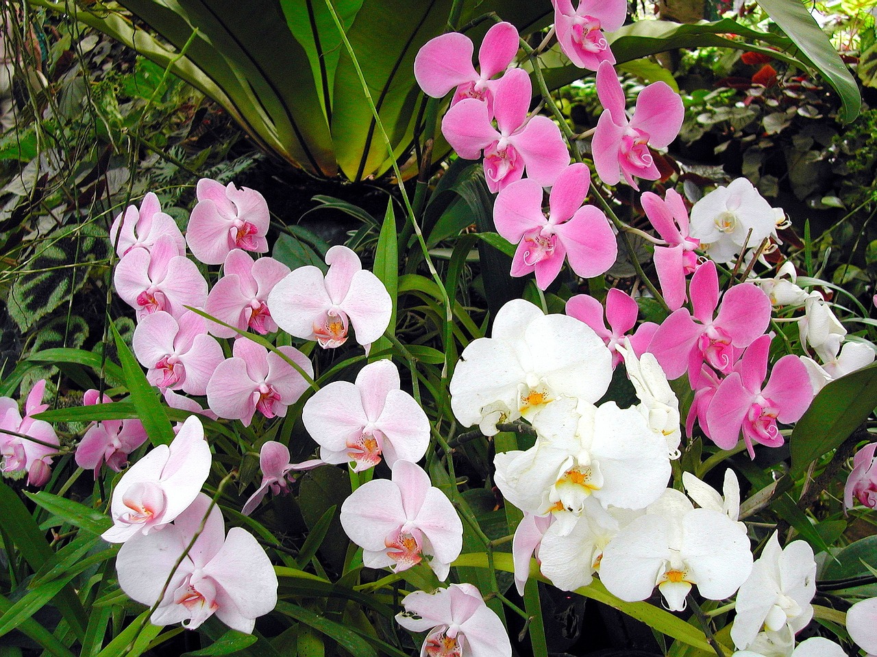 sri lanka orchid exotic flower free photo