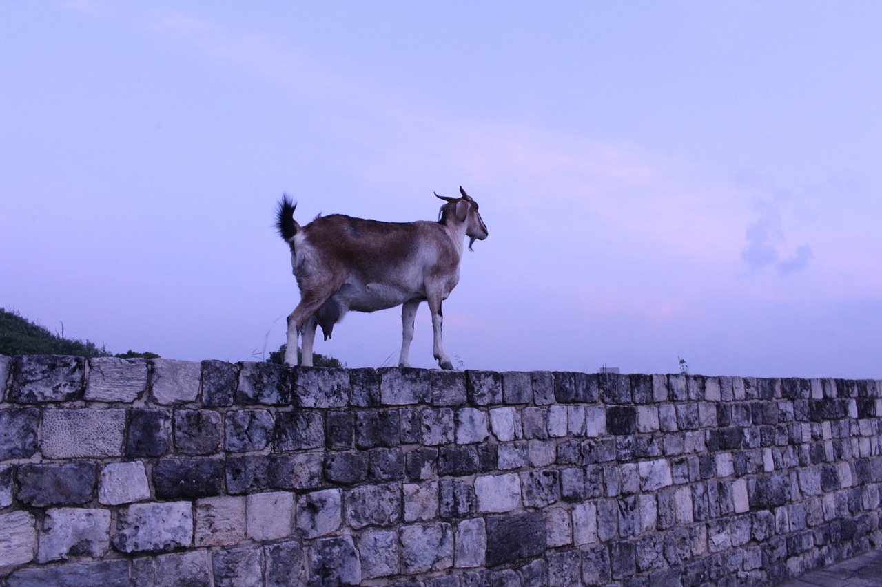 goat brick wall sri lanka free photo