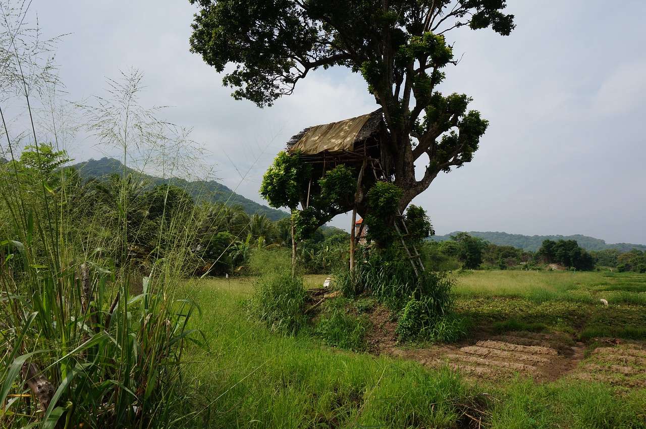 sri lanka srilanka banita free photo