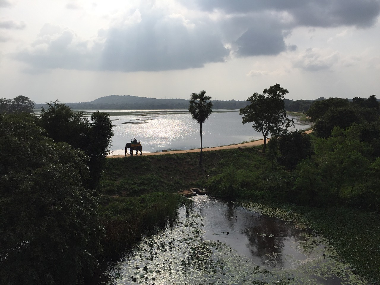 sri lanka elephant sigirya free photo