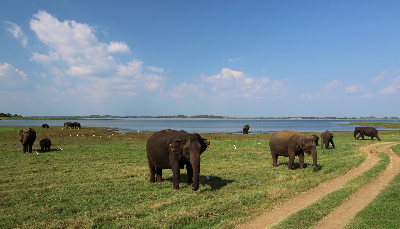 sri lanka elephant baby elephant free photo