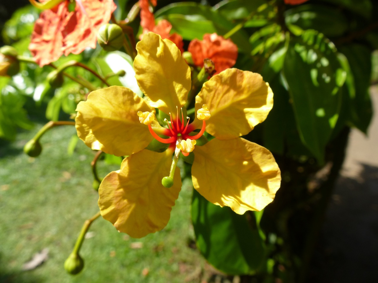 sri lanka plant flower free photo