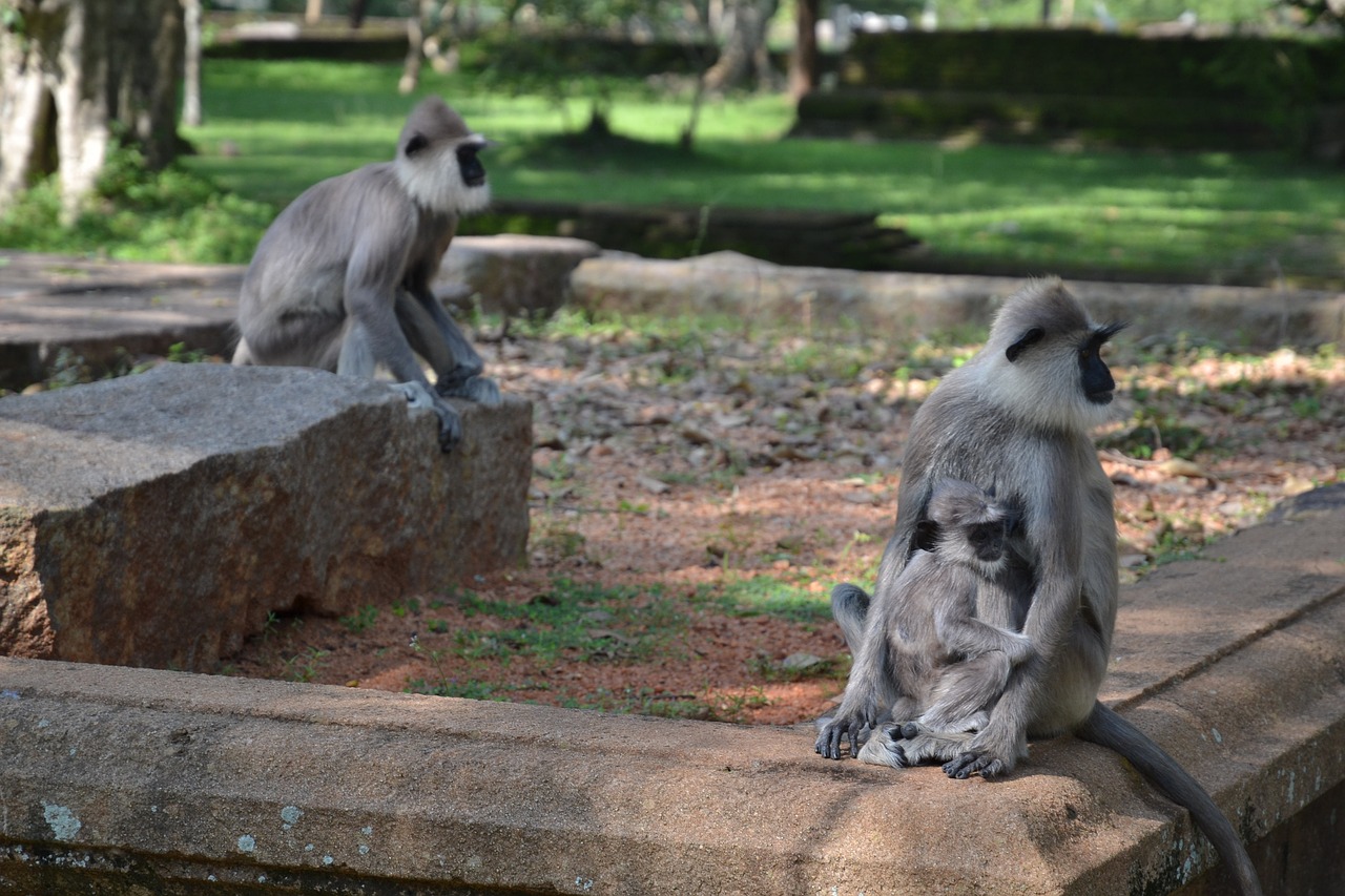 sri lanka monkey park free photo