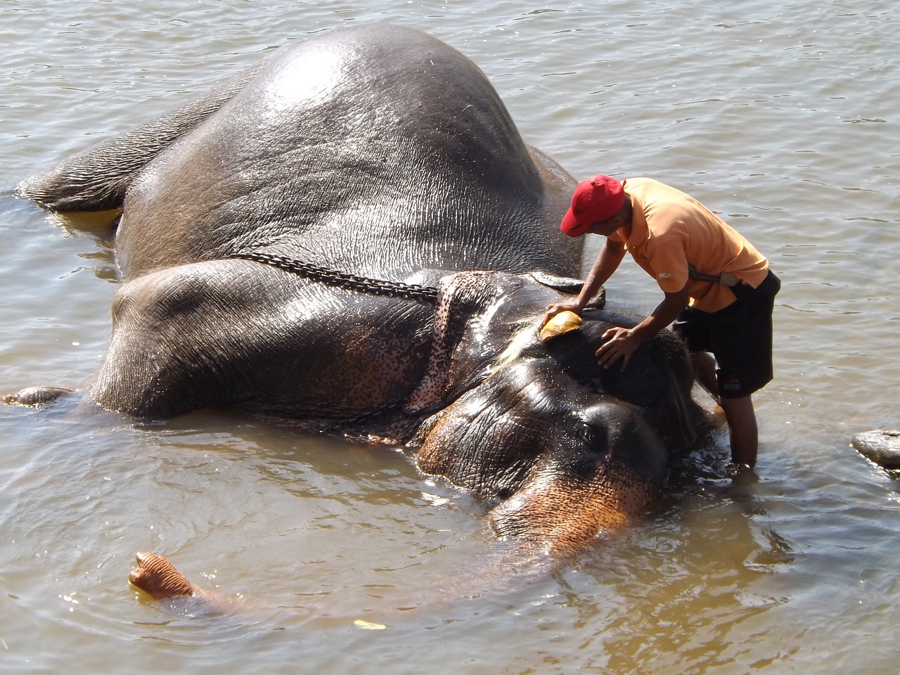 sri lanka washing elephant free photo