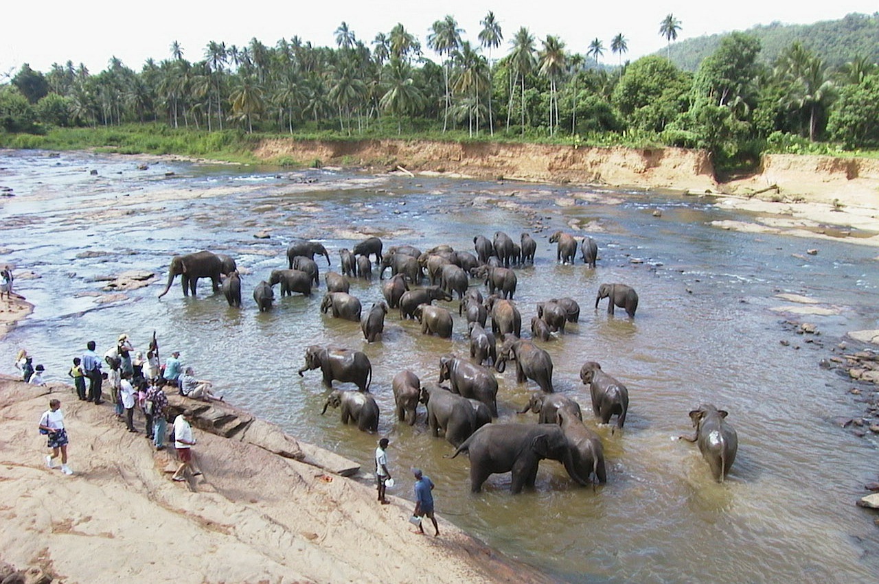 sri lanka pinnawella elephants free photo