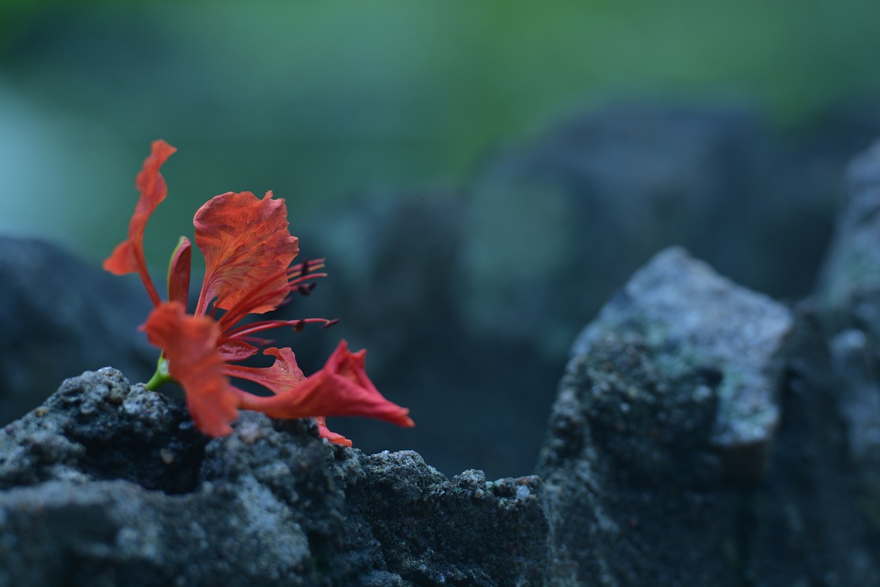 sri lanka  flower  red free photo