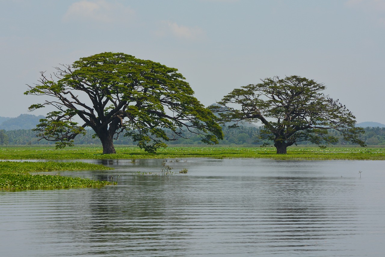 sri lanka  trees  water free photo