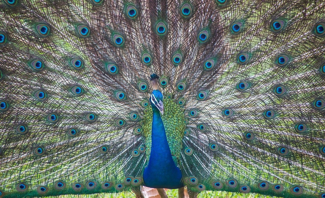 sri lanka  ceylon  peacock free photo