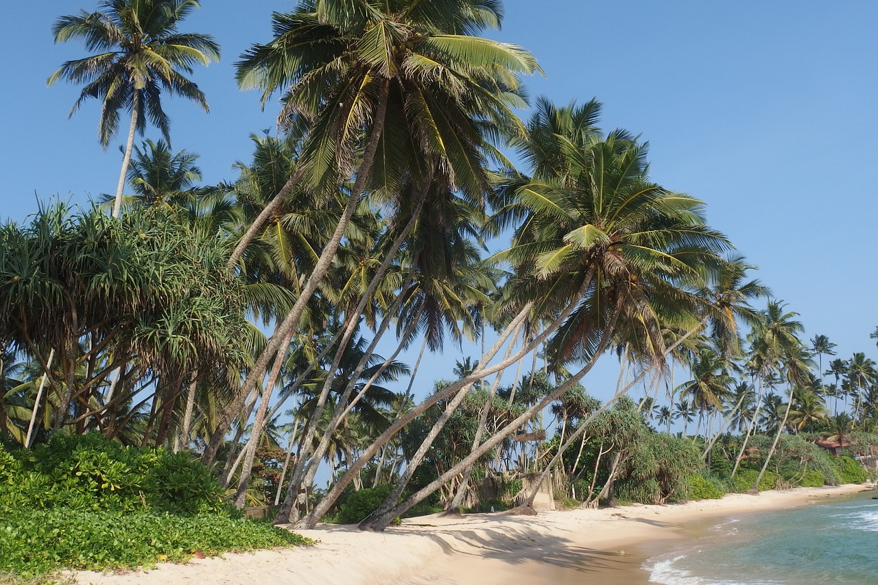 sri lanka trees beach free photo