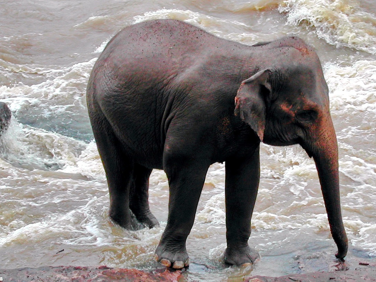 sri lanka elephant pinawella free photo