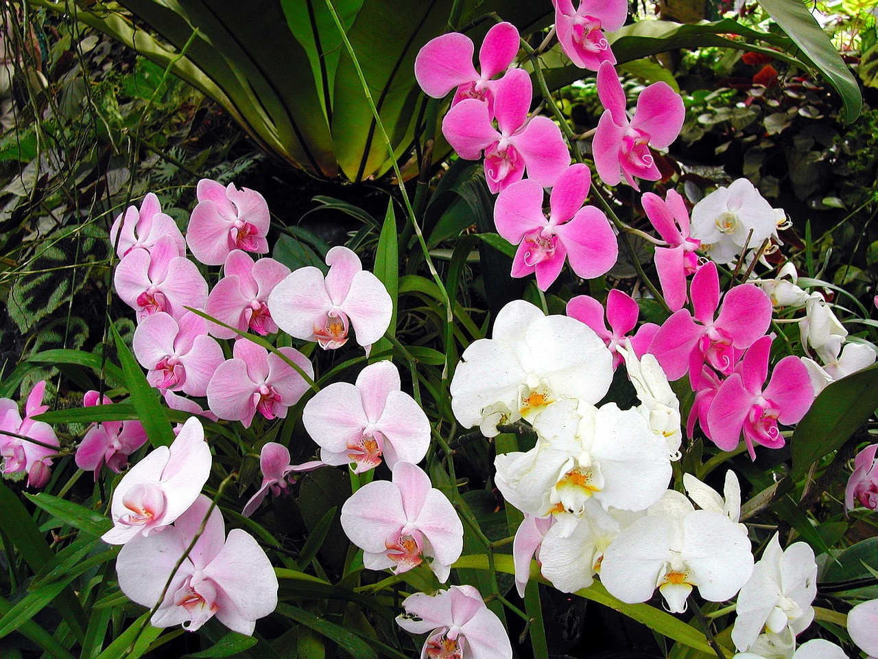 sri lanka orchid greenhouse free photo