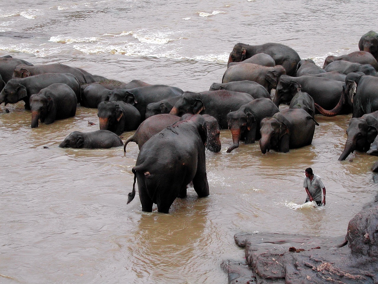 sri lanka pinawella elephant free photo