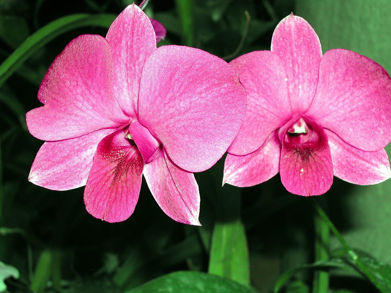 sri lanka orchids greenhouse free photo