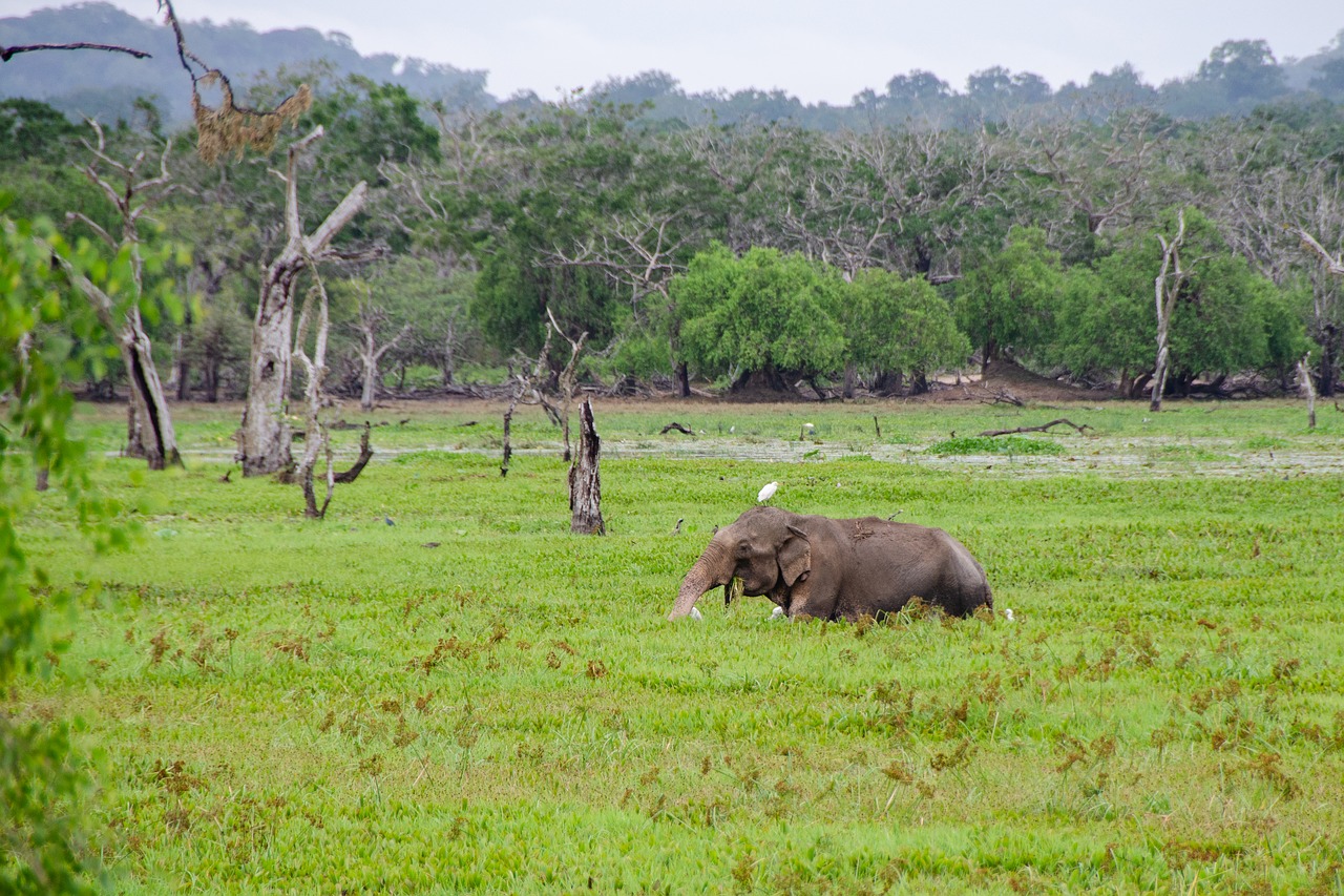 sri lankan elephant  elephant  asian free photo