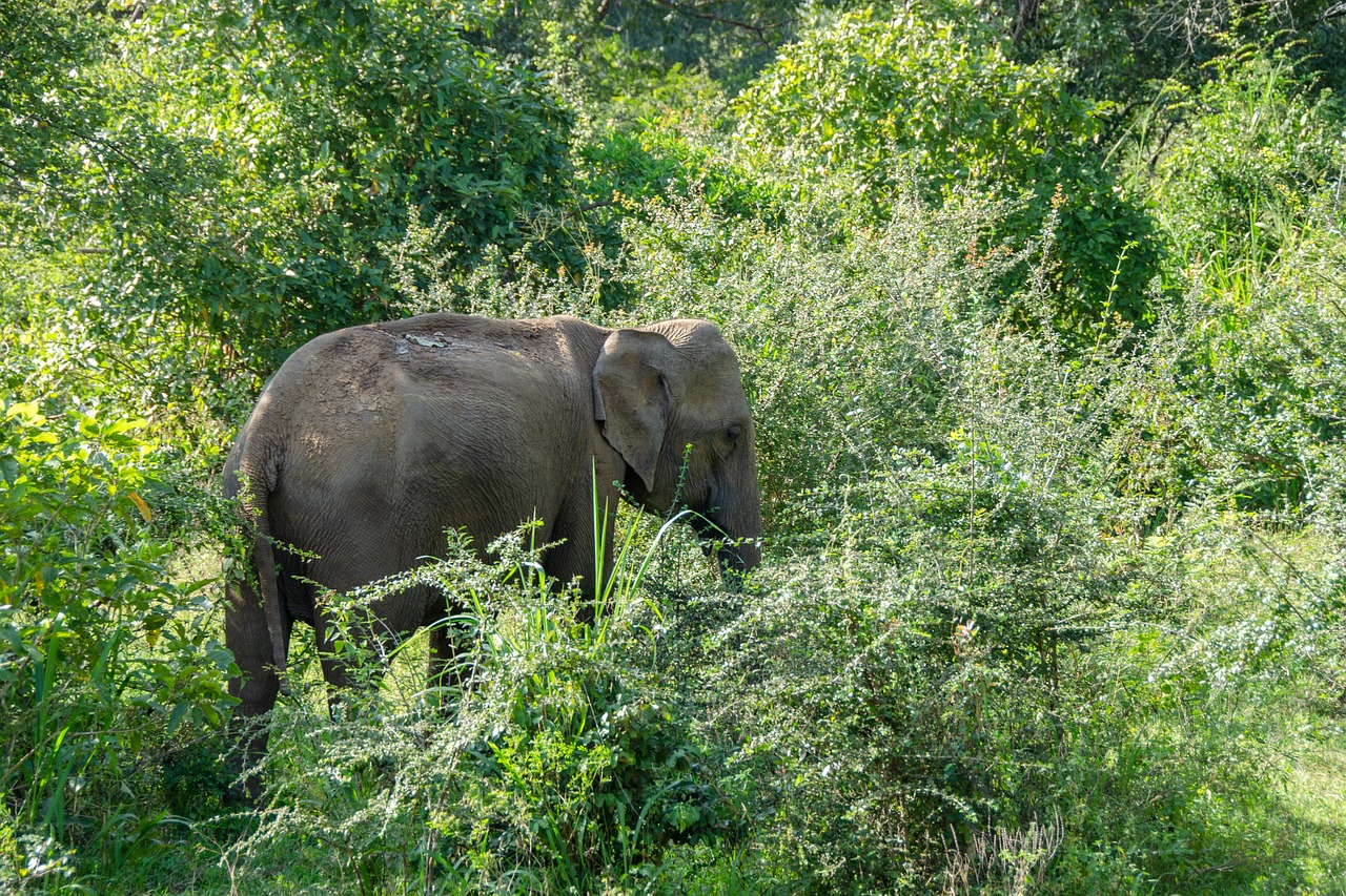 sri lankan elephant  elephant  wildlife free photo