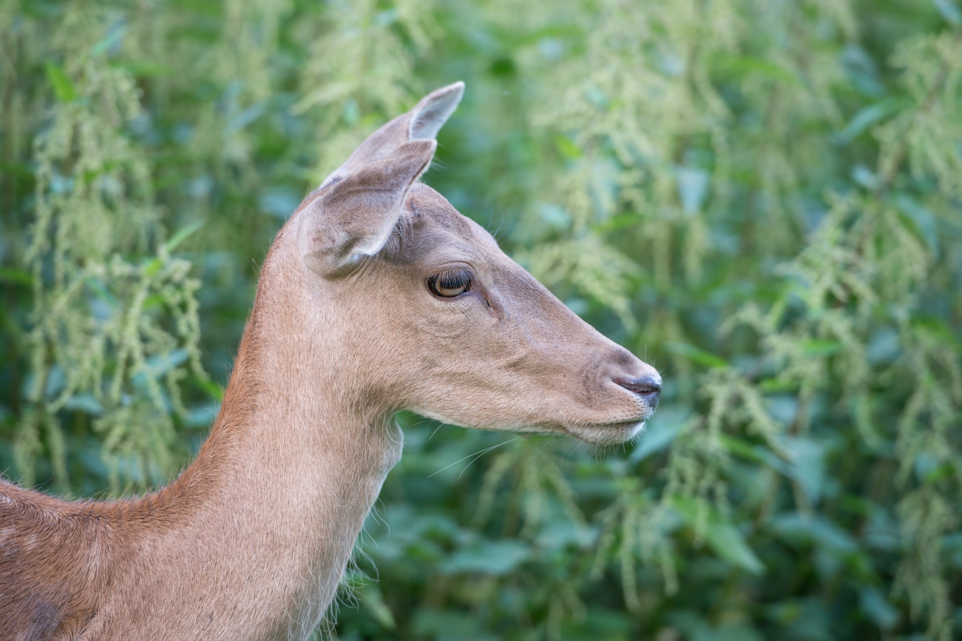 deer animal fur free photo