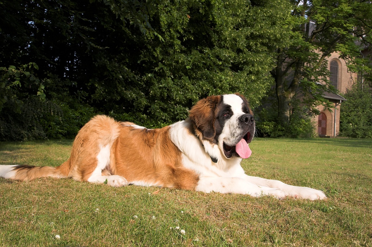 st bernard dog animals free photo