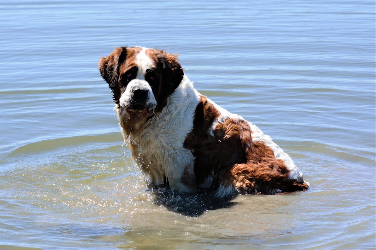 st bernard  dog  water free photo