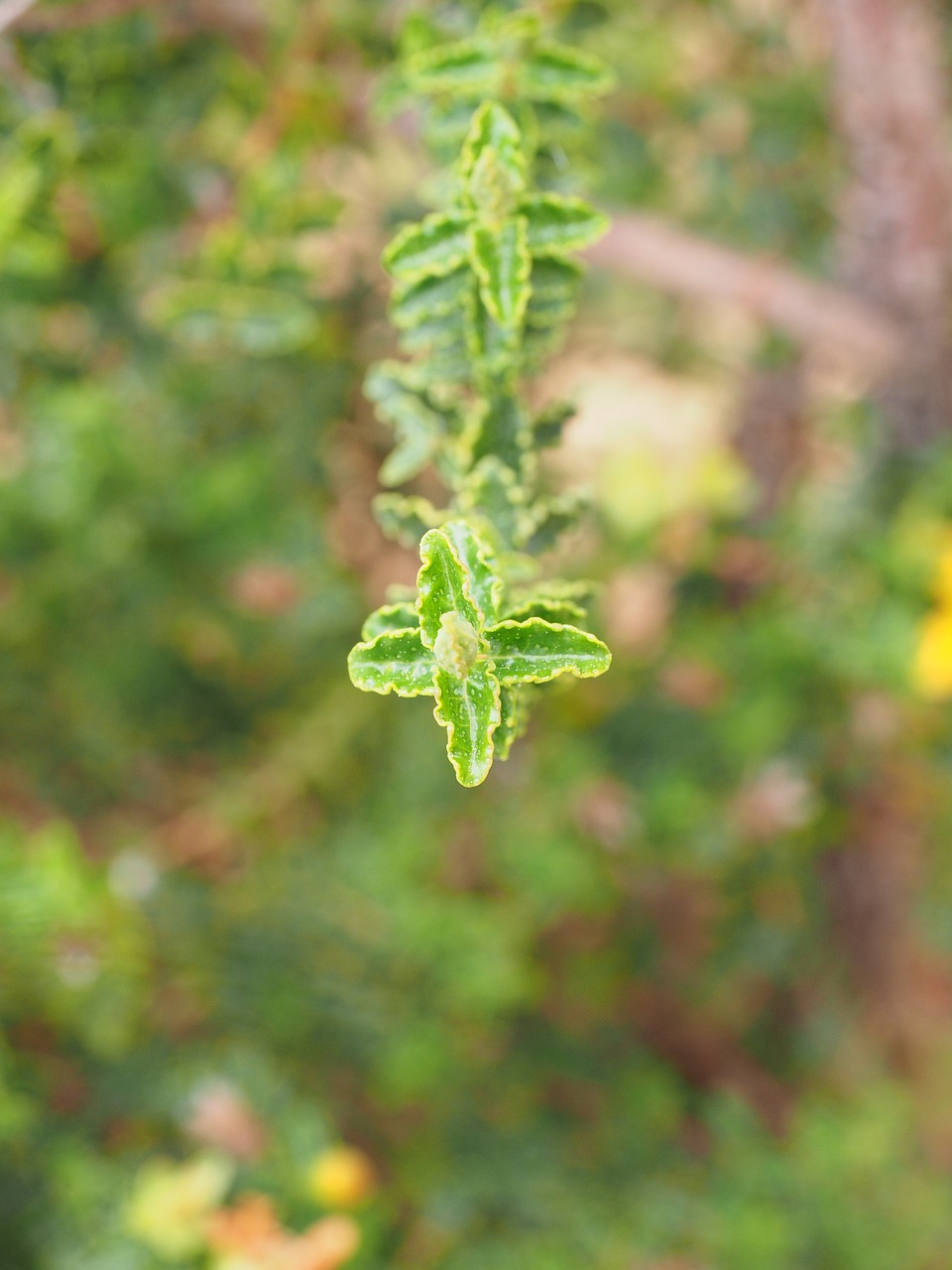 st john's wort engine individually free photo