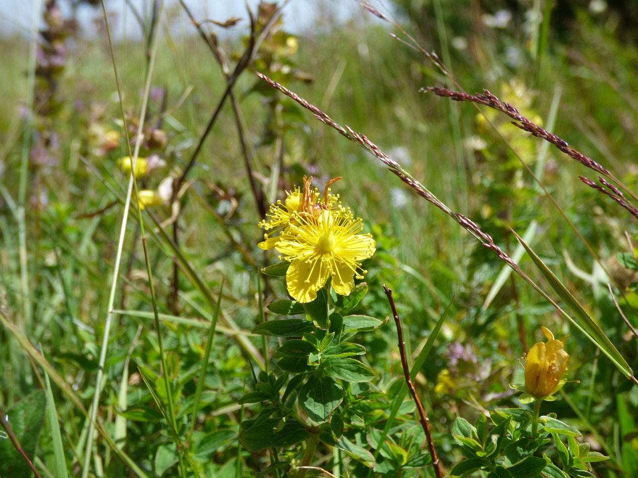 st john's wort  grass  herb free photo