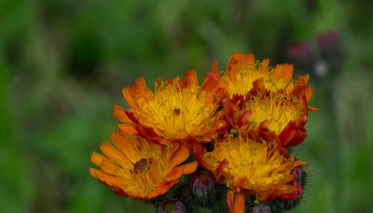 st john's wort  flower  blossom free photo