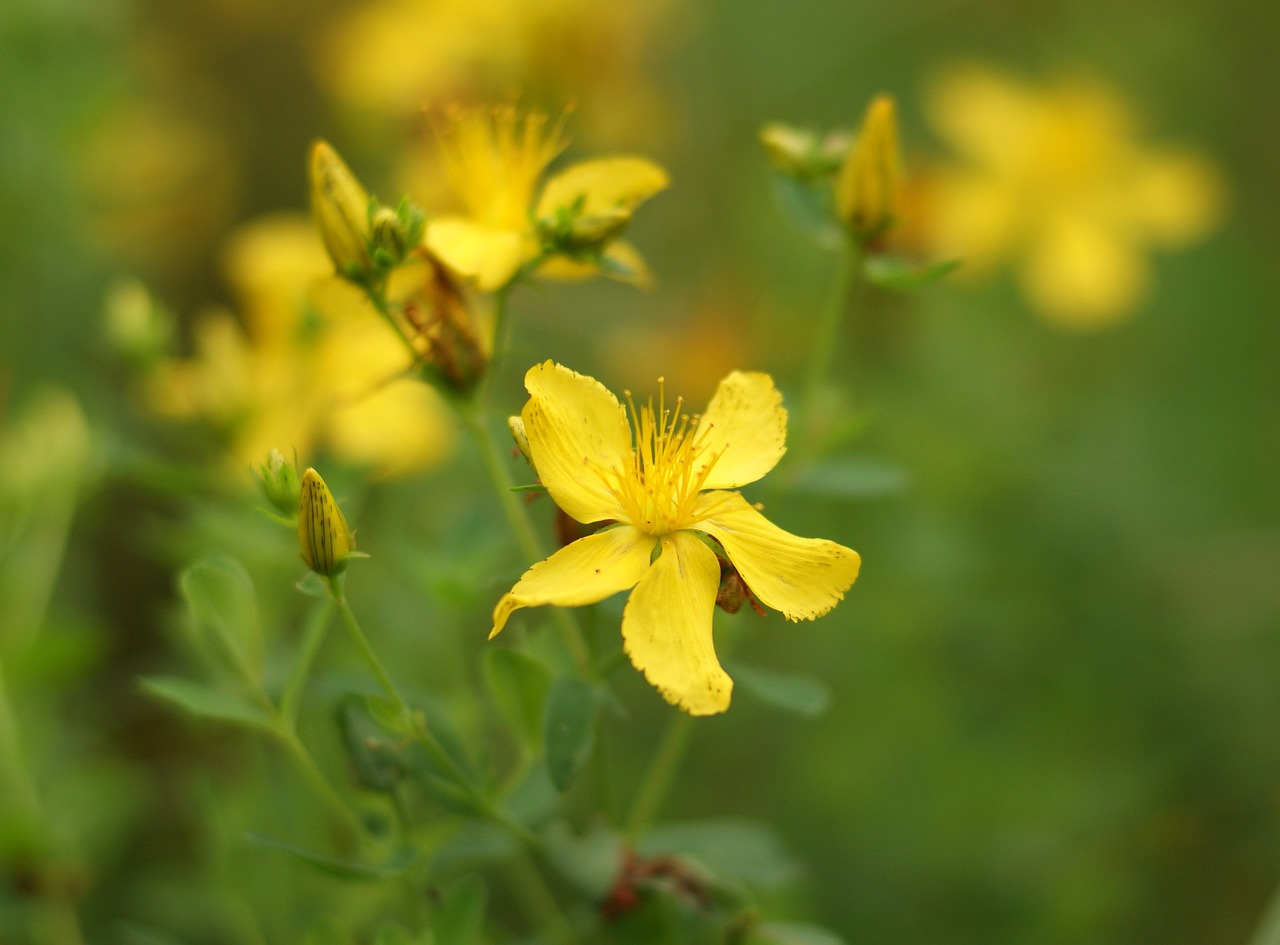 st john's wort  meadow  herb free photo