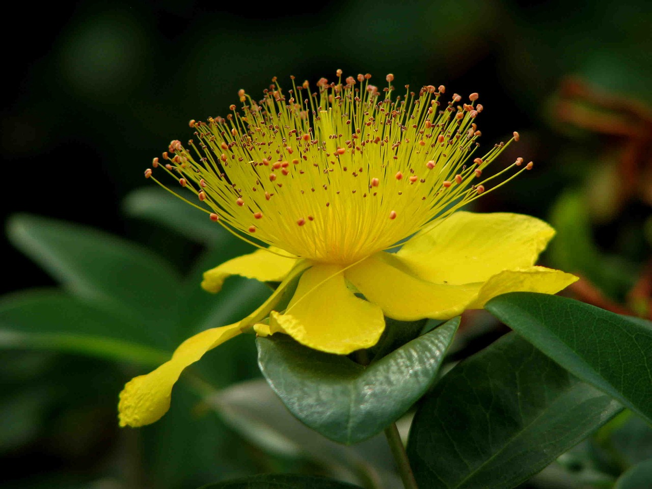 st john's wort plant blossom free photo