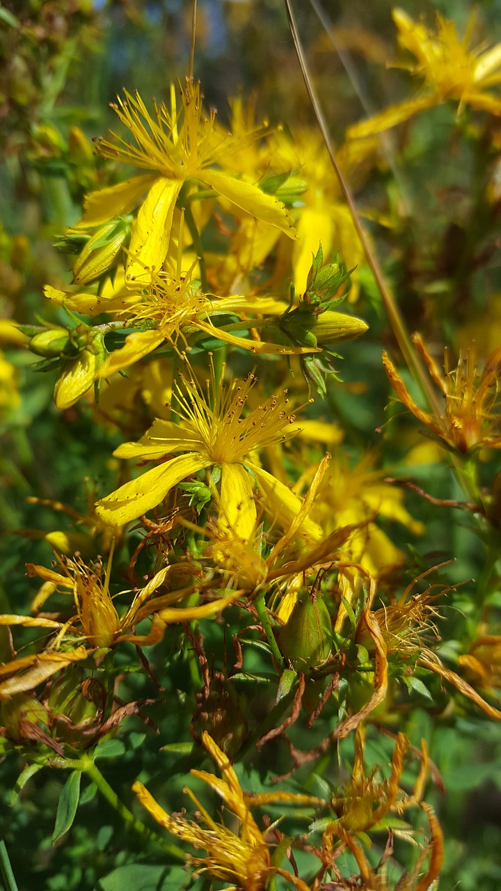 st john's wort  hypercium  wild plant free photo