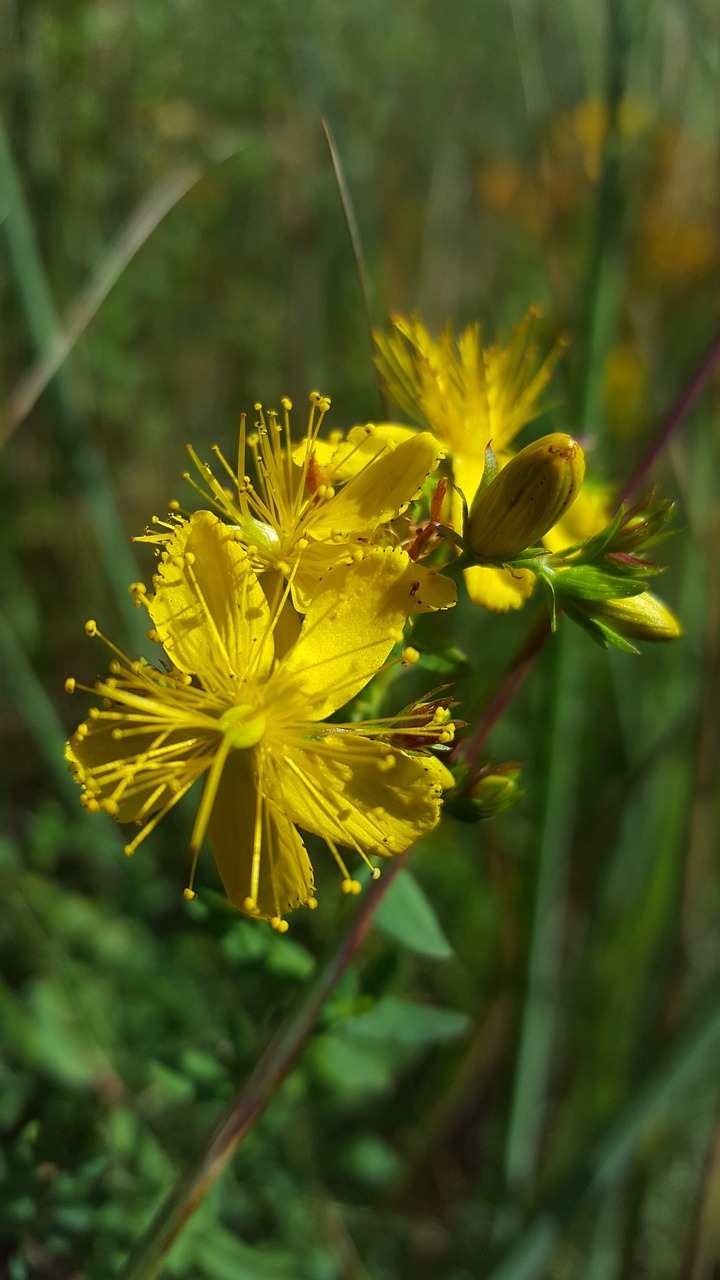 st john's wort  hypercium  wild plant free photo