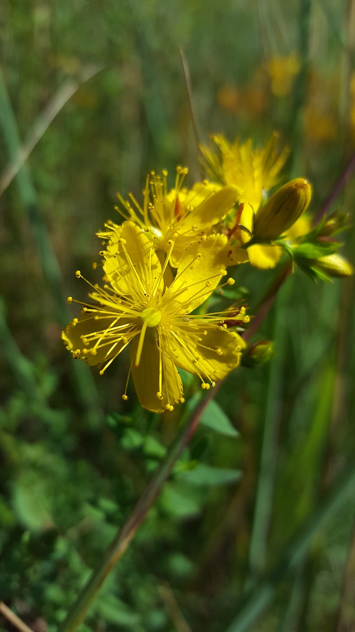 st john's wort  hypercium  wild plant free photo