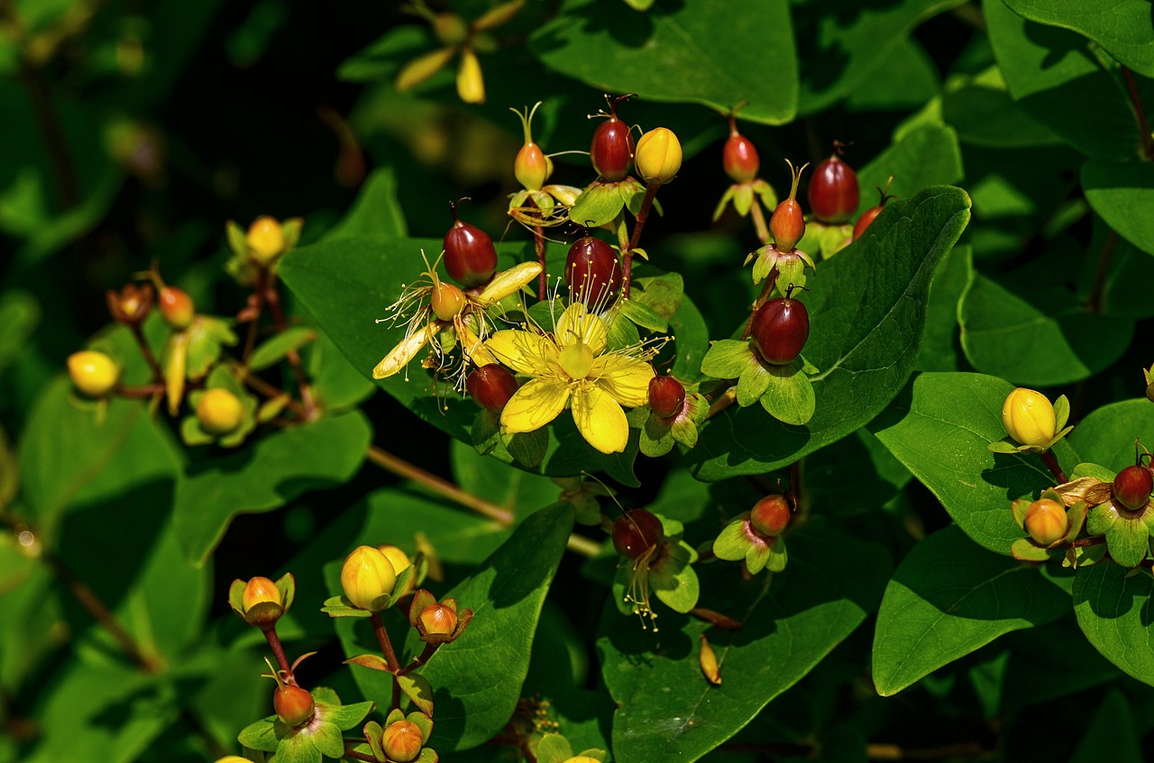 st john's wort  plant  nature free photo