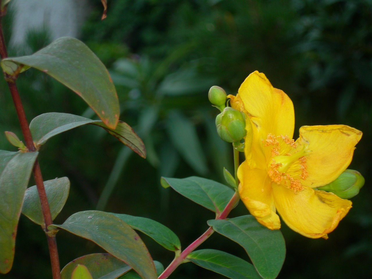 st john's wort flowers yellow free photo