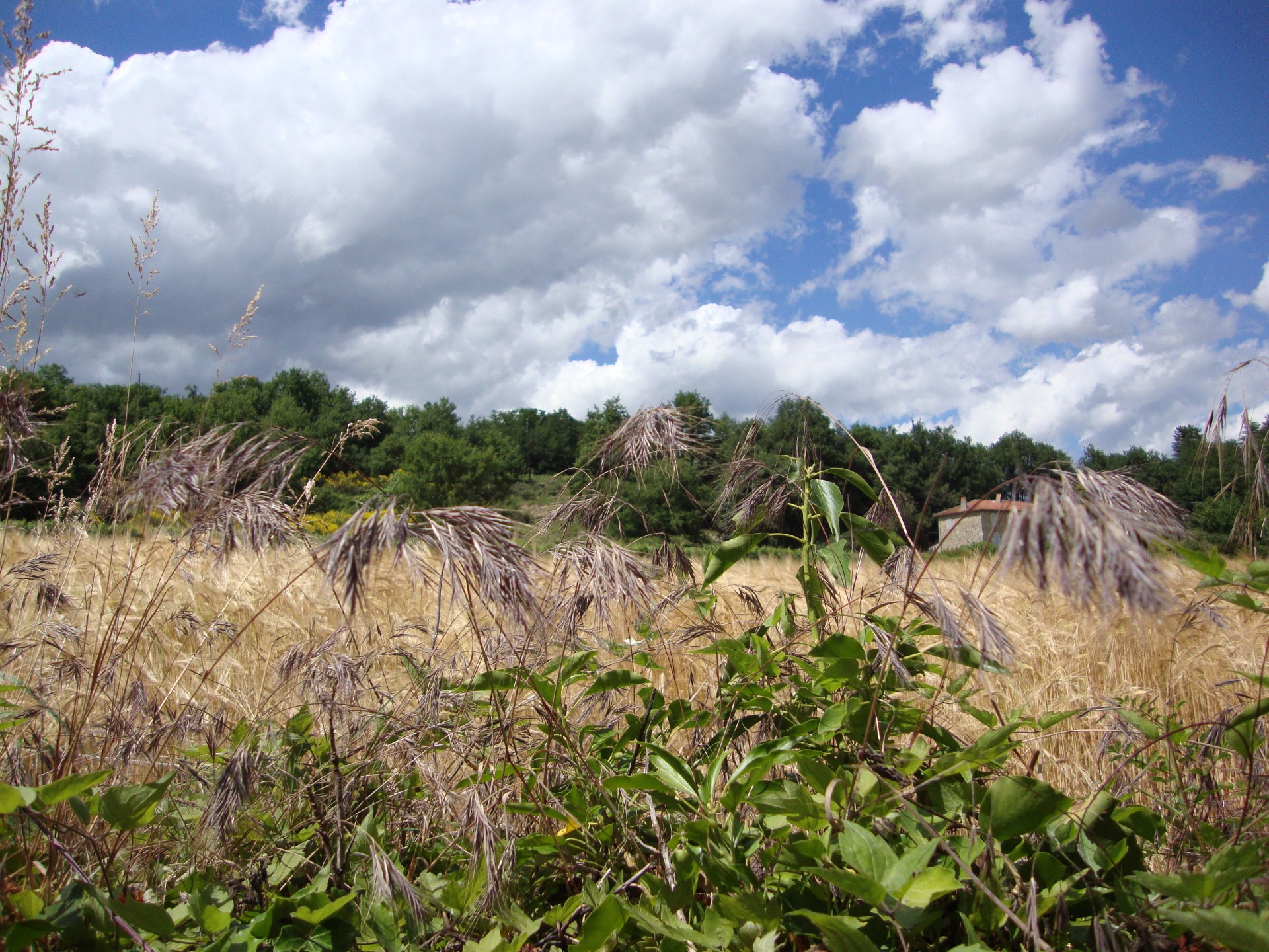 landscape vegetation grass free photo