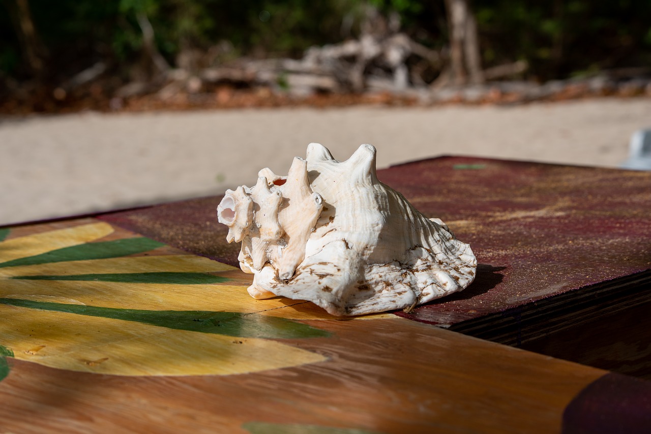 st vincent and the grenadines  bequia  conch shell free photo