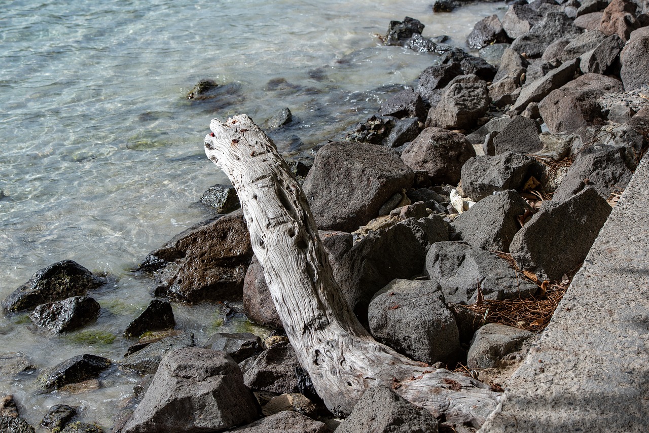 st vincent and the grenadines  bequia  driftwood free photo