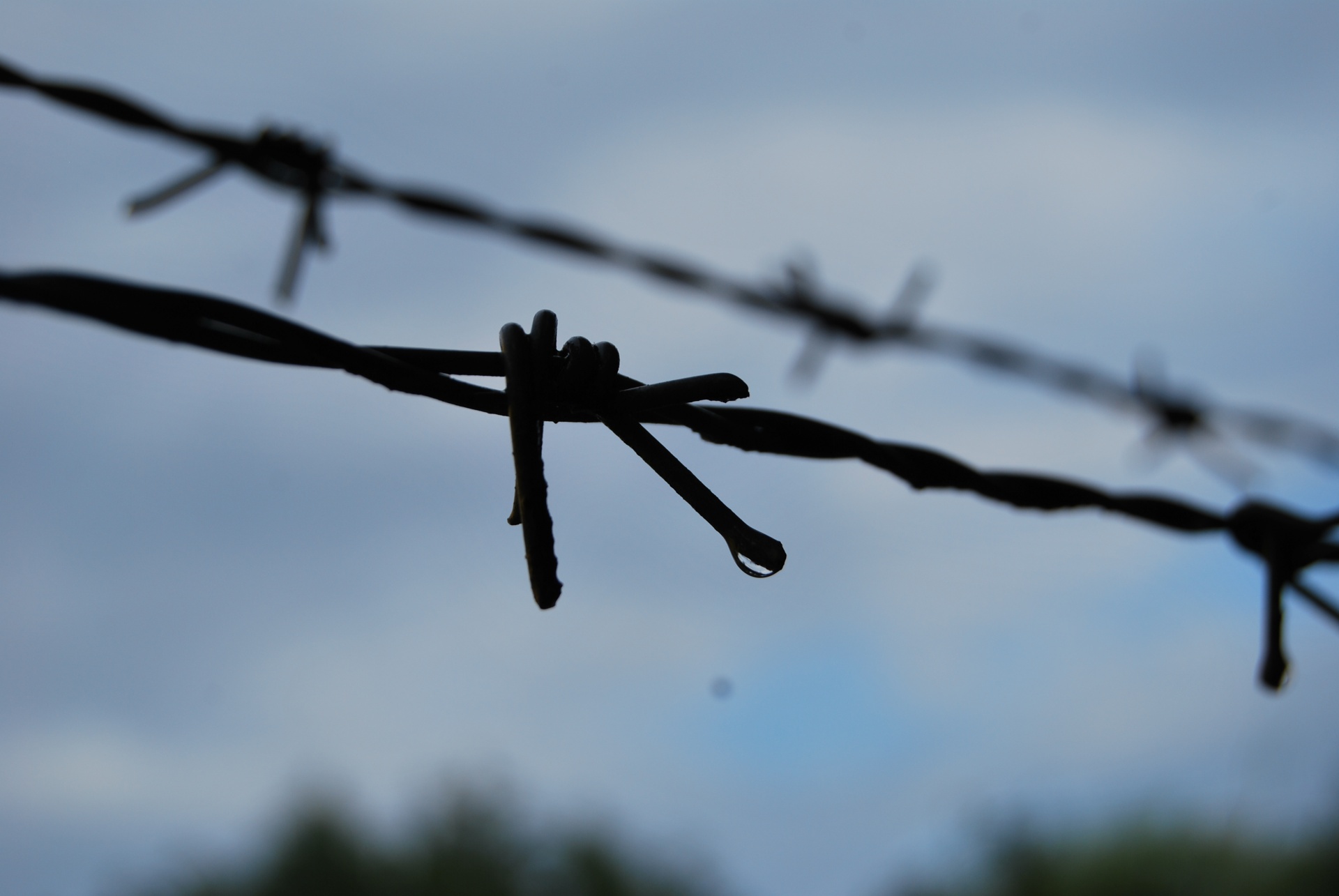 barbed wire prison leisure free photo