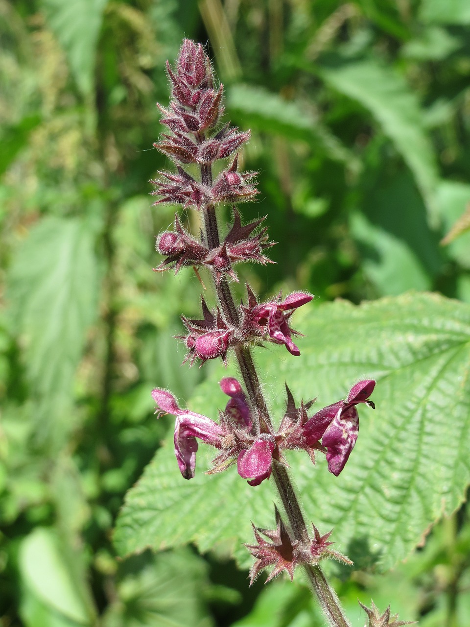 stachys sylvatica hedge woundwort hedge nettle free photo