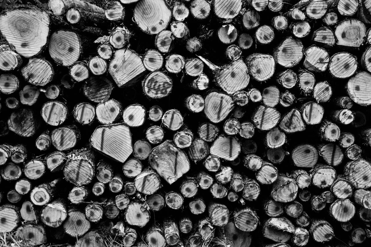 stack wood firewood free photo